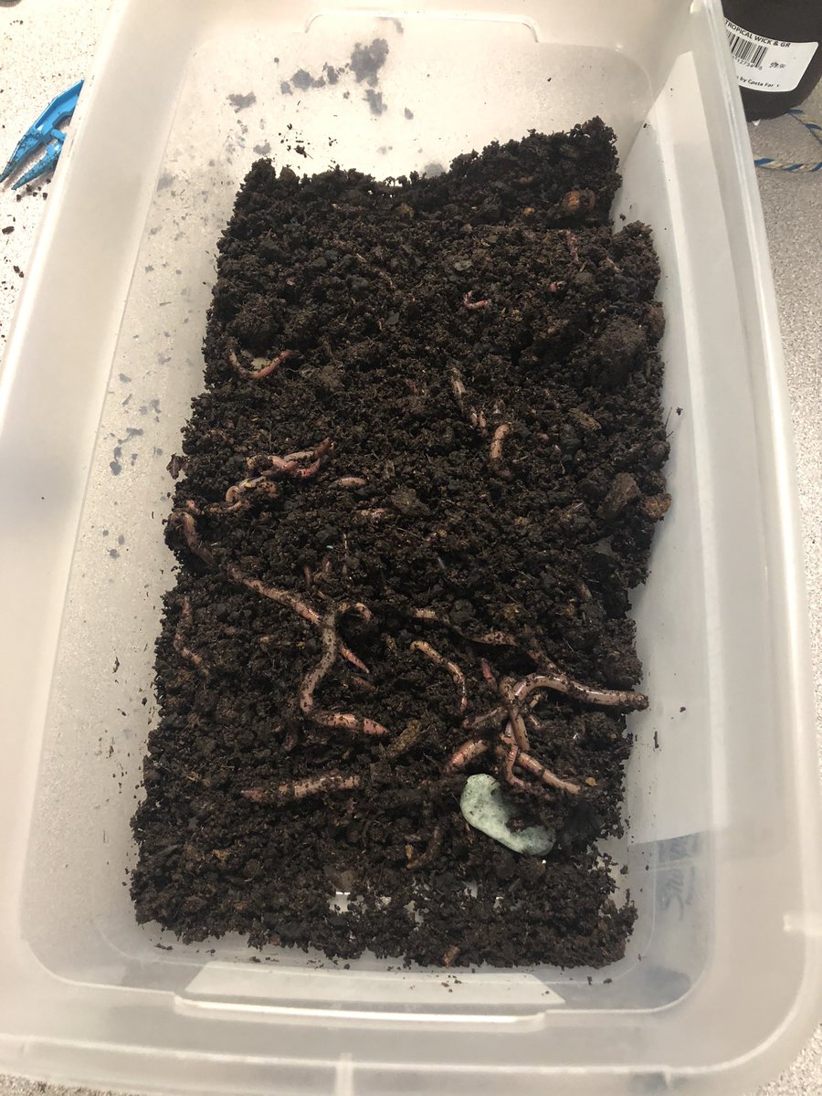 BallwinCouns's tweet photo. Learning about the Biosphere in Mrs. Reich’s class! Worms... 😐 but this is soo cool! @mrsreich5 @PrinBallwin @BallwinElemAP #thisisOURballwin https://t.co/19iJ6vQ1O2