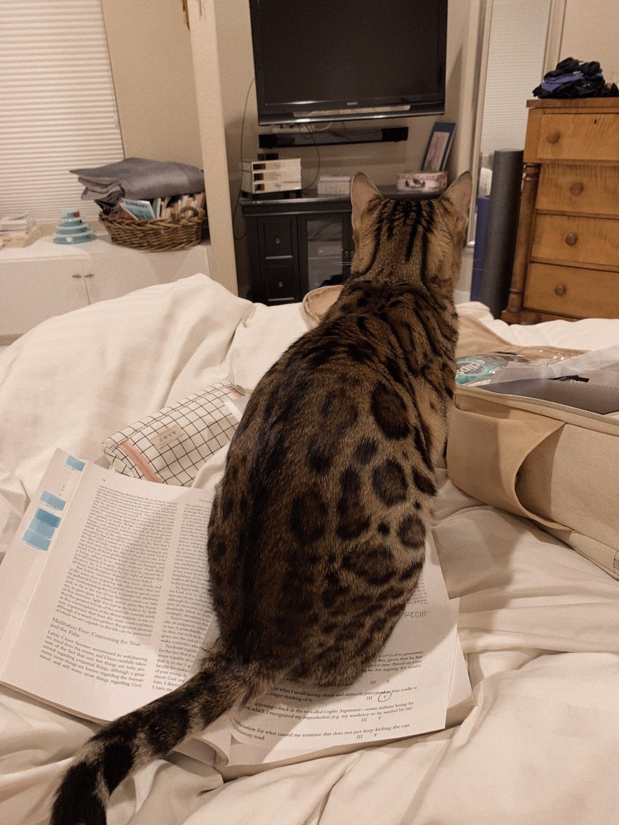 LydiaAlbrecht7's tweet photo. Studying with a friend isn't always the way to go #rsj108 #catlife @catsofinstagram https://t.co/mokon2IkHR