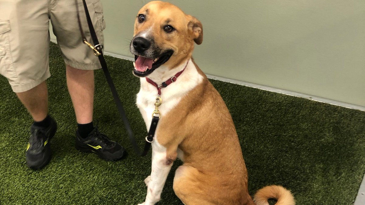 This week, we hosted @k9forwarriors puppies in training to help them become familiar with the airport. They enjoyed the Service Animal Relief Area the most! #k9sforwarriors #serviceanimals