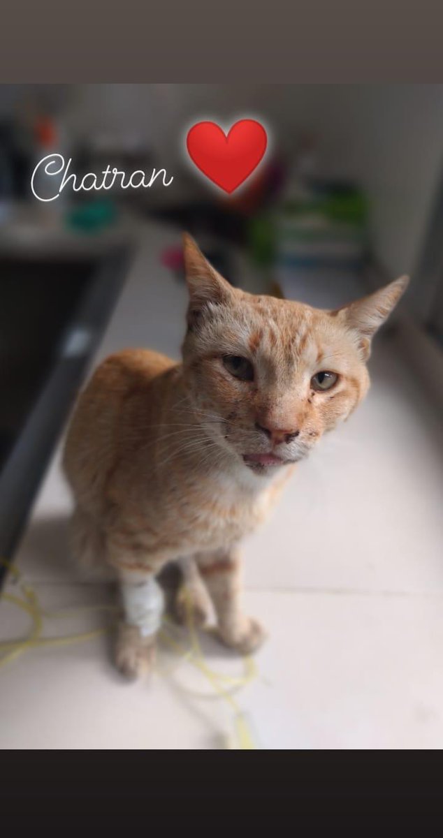 gatitospchaca's tweet photo. #Chatran
Es #Vilef+
De tanta congestión nasal, no come
Su hematocrito está en 18, va a necesitar una transfusión
El pronóstico no es favorable, teniendo de base una leucemia, pero haremos todo lo posible para darle unos años felices a éste bombón❤️ https://t.co/hSxVYSOpcl