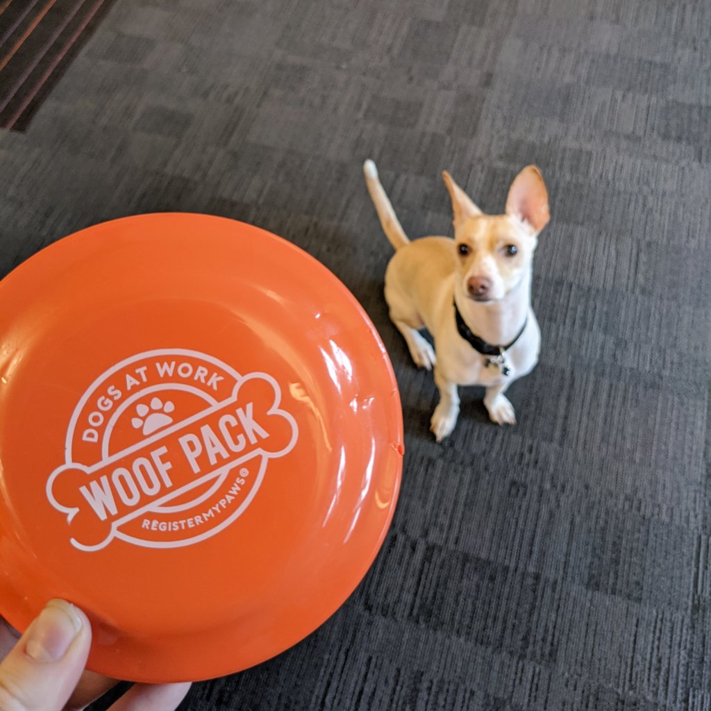 dr_doodles's tweet image. Lucca says this makes it official #dogsofamazon