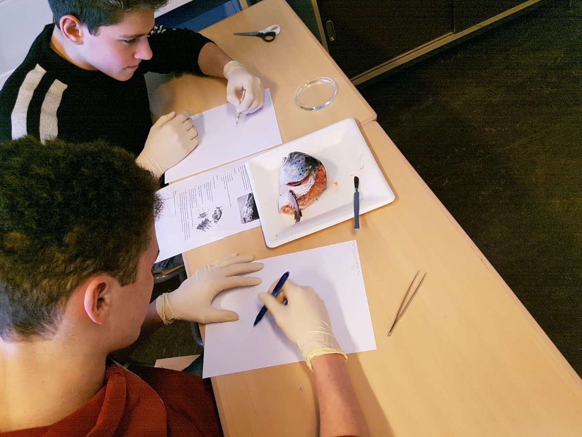 Momenteel zijn we met de vmbo TL4 leerlingen bezig met het onderwerp gaswisseling. Tijdens dit onderwerp hebben we het onder andere over de kieuwen van een vis. Je leert natuurlijk het best door zelf de kieuwen van een vis te zien, te ondekken en te ervaren.