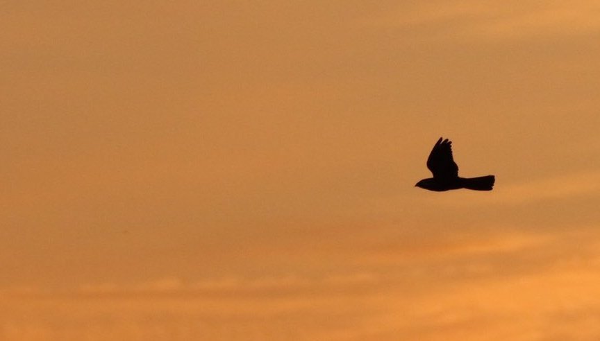 #YoungBirders attending also have the opportunity to take part in our #SteppeQuiz to win an exclusive piece of art and days Bird Guide in the #NewForest looking for Hawfinch, European Nightjar and Northern Goshawk - DM for details.