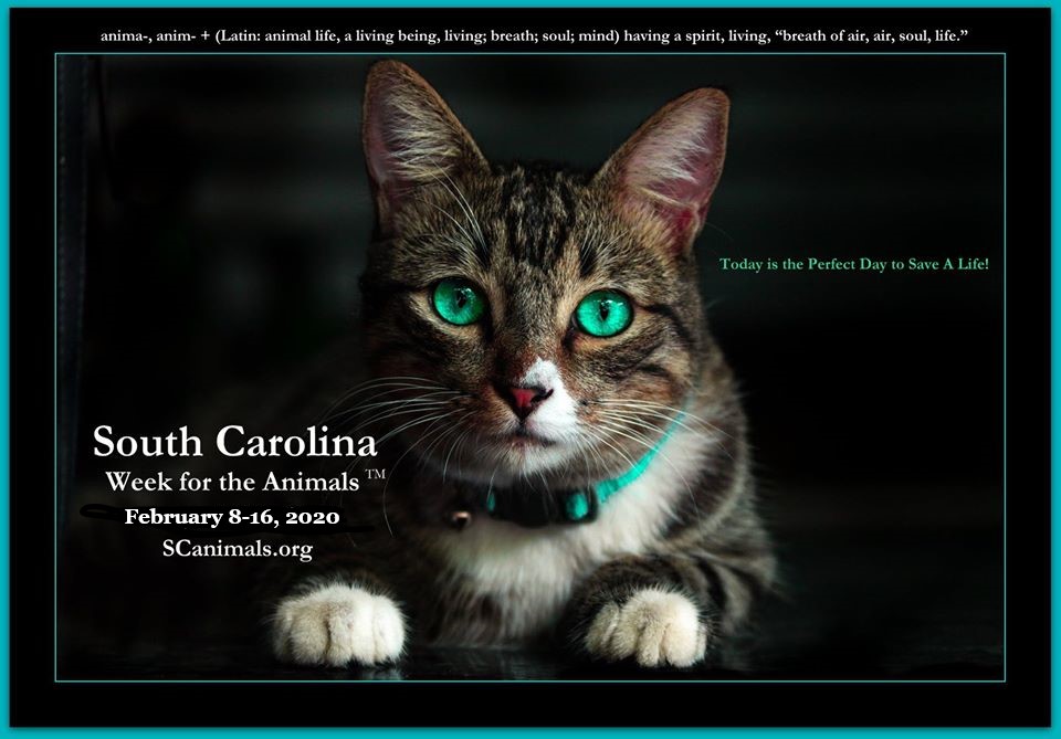 AnimalWorldUSA's tweet photo. Thank you to Governor McMaster for officially proclaiming
South Carolina Week for the Animals February 8-16, 2020! https://t.co/7vwAhV7KZV
โWhat greater gift than the love of a cat.โ #CharlesDickens Feb 7, 1812- June 9, 1870
#Shelters #Climate #Caturday #AdoptLove #SCpets https://t.co/Gm0hmP4MfZ