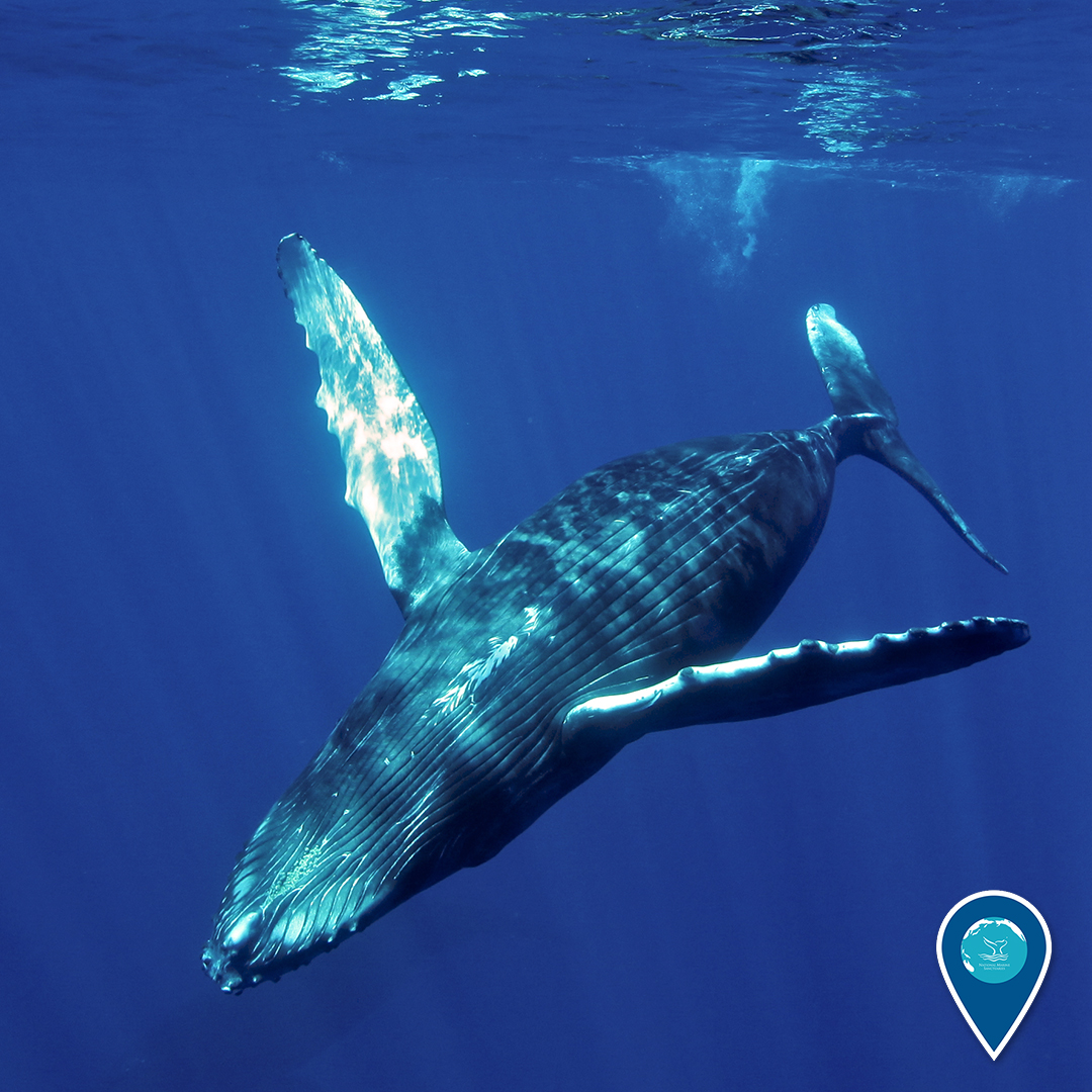 We’re splashing our way into #WhaleWeek 2020! We work closely with <a href="/NOAAFisheries/">NOAA Fisheries</a> and other partners to ensure the conservation and protection of whales. Stay tuned this week to brush up on your whale facts! #EarthIsBlue