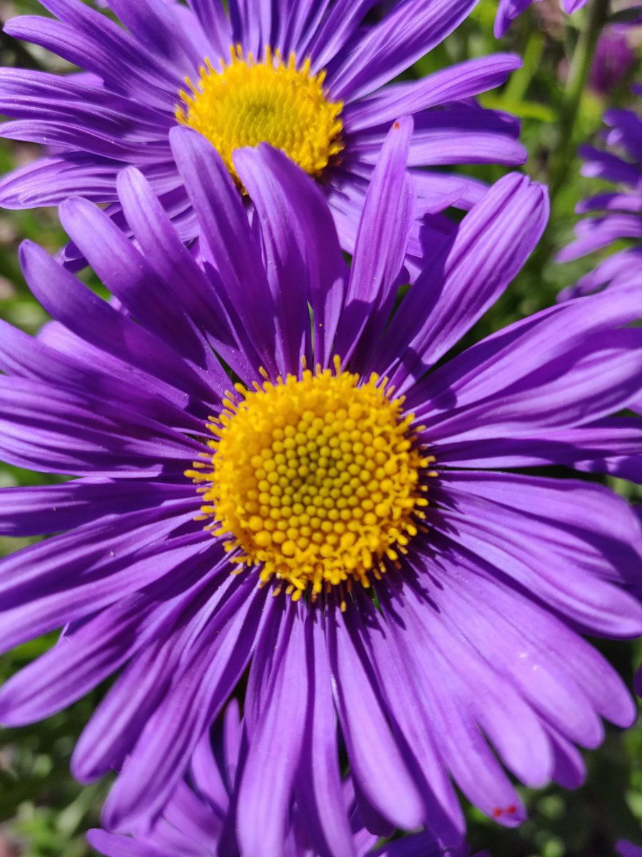 fr_privacy's tweet photo. Remember, #PIVX and being a #PIVian is also about the colour purple. That's also #WhyILovePIVX. Show the community the most beautiful image on your phone, that's about being purple. I start. Let's go 💜 https://t.co/TVO8xJGgE5