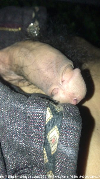 狗子冒险家 tweet media