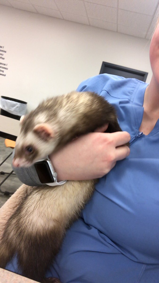 kdh_xoxo's tweet photo. This is what makes college all worth it! I can’t wait to do this every day of my life☺️💕 #FutureVetTech https://t.co/iPKHJRrWhT