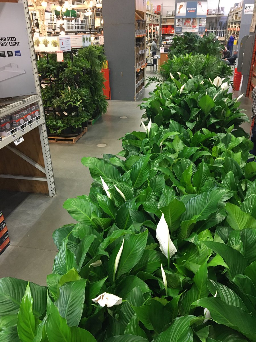 ddavis_m's tweet photo. “Only the best” in houseplant selection! ⁦@RyanHallTHD804⁩ ⁦@misshd03⁩ ⁦@freddyplants⁩ ⁦@GriffinAgriffin⁩ ⁦@PPSinHD⁩ ⁦@MetrolinaGHS⁩ ⁦@Stephen_E_Camp⁩ ⁦@CorryMiller4⁩ ⁦@CostaFarms⁩ https://t.co/YUEou3c5zp