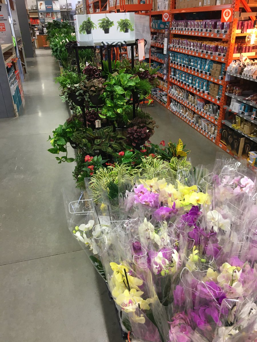 Donna Davis (@ddavis_m) on Twitter photo “Only the best” in houseplant selection! @RyanHallTHD804 <a href="/misshd03/">Megan A. Coleman</a> <a href="/freddyplants/">Fplants</a> <a href="/GriffinAgriffin/">Alphonso Griffin</a> @PPSinHD <a href="/MetrolinaGHS/">MetrolinaGreenhouses</a> <a href="/Stephen_E_Camp/">Stephen Camp</a> <a href="/CorryMiller4/">Corry Miller</a> <a href="/CostaFarms/">Costa Farms</a> “Only the best” in houseplant selection! @RyanHallTHD804 <a href="/misshd03/">Megan A. Coleman</a> <a href="/freddyplants/">Fplants</a> <a href="/GriffinAgriffin/">Alphonso Griffin</a> @PPSinHD <a href="/MetrolinaGHS/">MetrolinaGreenhouses</a> <a href="/Stephen_E_Camp/">Stephen Camp</a> <a href="/CorryMiller4/">Corry Miller</a> <a href="/CostaFarms/">Costa Farms</a>
