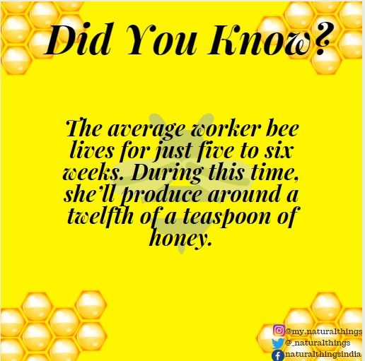 You're never too bee-sy for some buzzing bee facts!🌻 🐝 
.
#facts #funfacts #DidYouKnow #bees #Honey #crueltyfreeliving #zerowastelife #greenliving #environmentallyfriendly #ethicalliving #sulphatefree #sustainablymade #ecoconcious #zerowastemovement #wastefreeplanet