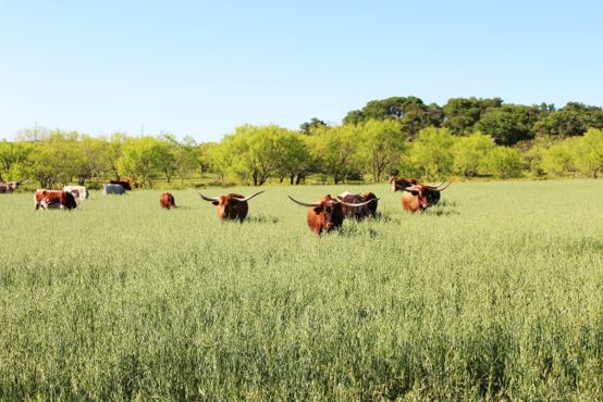 CTGrassfedBeef's tweet photo. #FunFactFriday: It wasn’t until 1995 that the Longhorn became the Texas state official large mammal. Check out this awesome photo of some of our longhorns grazing freely. The way it should be! https://t.co/vq2FBIpQ11