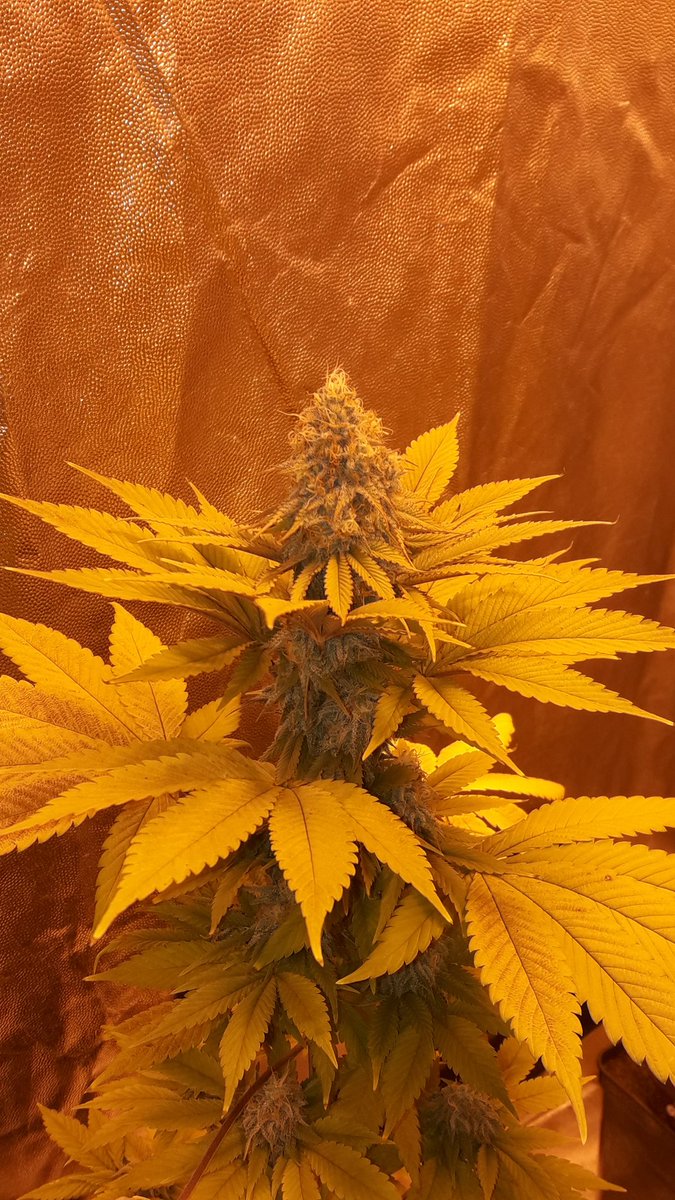 AdrycManellson's tweet photo. Y al igual que sus Hermanas #GoldWave #NuevosProyectos @GreenbudSeeds #AdrycsCove, #Indoor #HPS400Wts #RefPet @LUMiiLighting @HydroGardenLtd #Sust #SublimeMix @ProXL_Spain #Fertilizado #Orgánico #Plagron, 2 dosis #AlgaBloom y #GreenSensation, Preciosas 😍.
#WeLoveThatWeDo.🧚‍♂️😎 https://t.co/Gle05FKugG