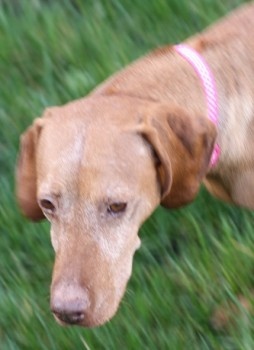 millypod1's tweet photo. BROOK HOME SAFE. THANKS FOR RT's πππΎ
#Lost #ScanMe Red Hungarian Vizsla Female
#Farnham Heath End #Surrey #GU9
Seen near six bells roundabout.
Tors Road, Weybourne Road and by six bells.
https://t.co/YXcWtEhMla⦠https://t.co/sDjOwMWuuV