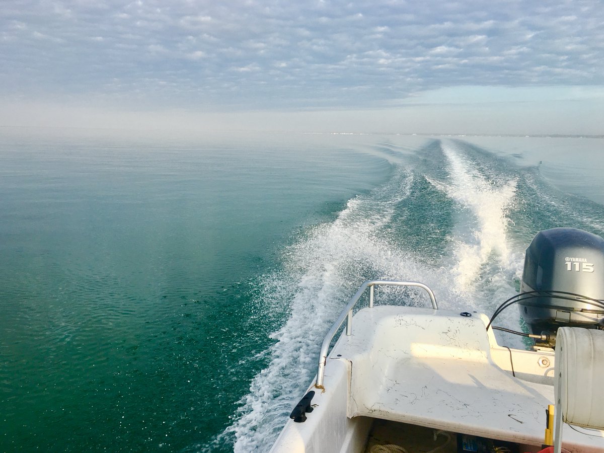 Come join our <a href="/VTShorebirds/">VT Shorebird Program</a> team! We are hiring Fire Island piping plover field crew leaders! Leadership and bird banding experience required. Boating, trailering, and 4WD experience preferred. #wildlifejobs #conservationjobs #birdjobs
wfscjobs.tamu.edu/jobs/field-cre…