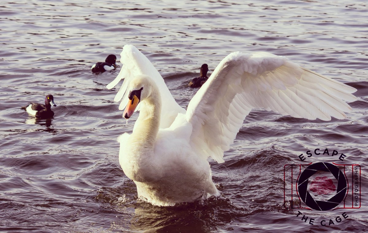 #strech

#swan  #cardiffphotographer #cardiffphotography  #travelphotography📷 #travelphoto  #photooftheday #love #amazing #cardiffwildlifephotography #cardiffwildlife #cardiffwildlife #wildlifephotography #wildlifephoto #rspb #animal #nature #naturephotography #birds #walesbirds