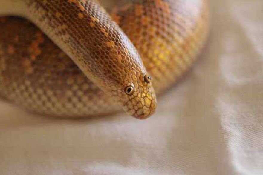 i say this with nothing but love in my heart, but the arabian sand boa is the dumbest fucking animal ive ever seen