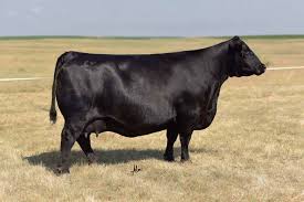 ash_kattler's tweet photo. This is Baldridge Isabel Y69. Without a doubt one of the top females in the donor world, she has more sons in AI studs than any other angus female. Just a cool cow for a nice Friday! #selectsiresbeef #cdnangus #blackangus #cowpower https://t.co/BLKcJe4m98