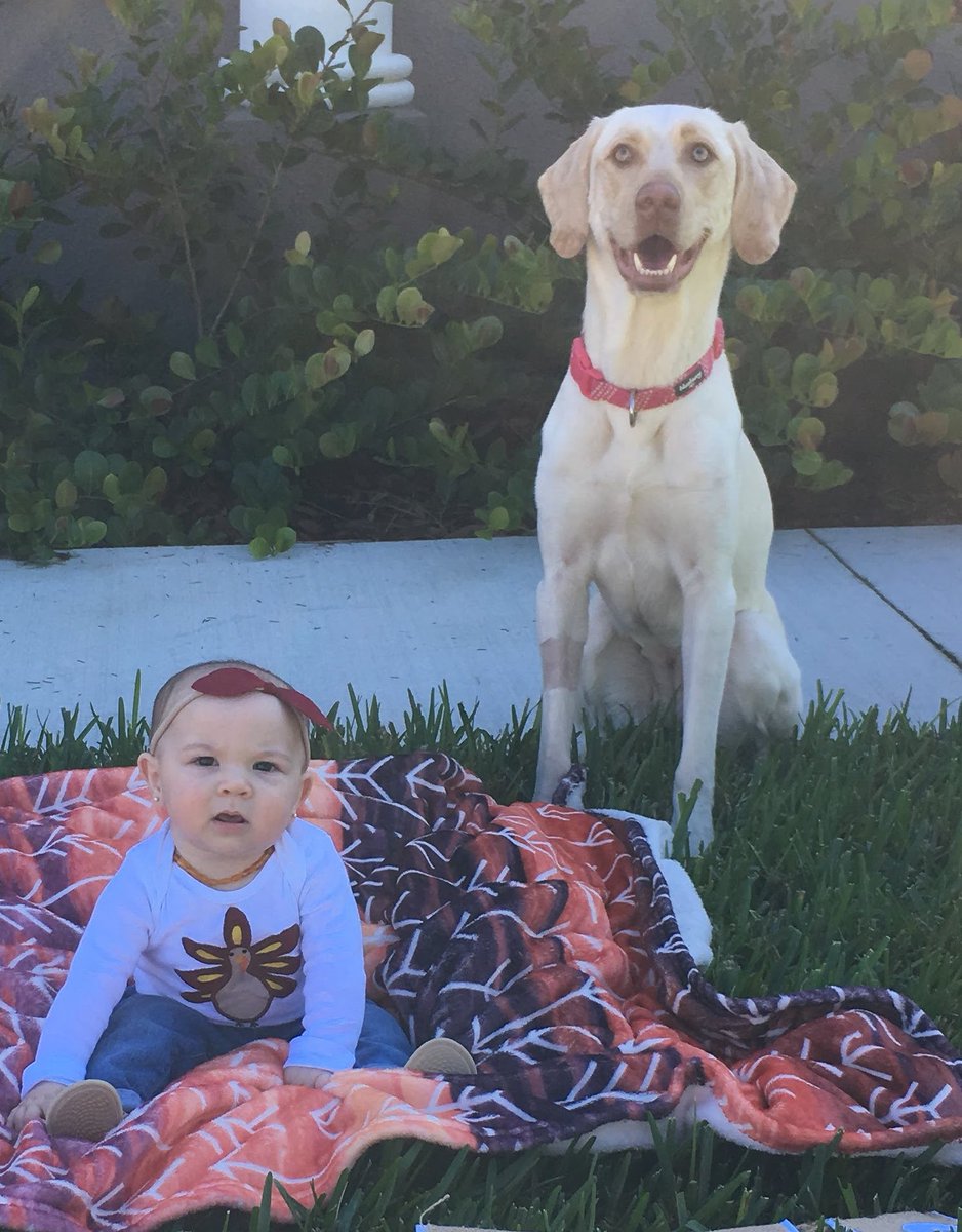 toritaylorrrrrr's tweet photo. Please Retweet and help us find my sister’s sweet dog Nilla. She’s a yellow lab that got out this morning, and hasn’t been back all day. Around 559 area, please let me know if you have any information or have seen her today! Thank you.😭 https://t.co/6fpbl1enCG
