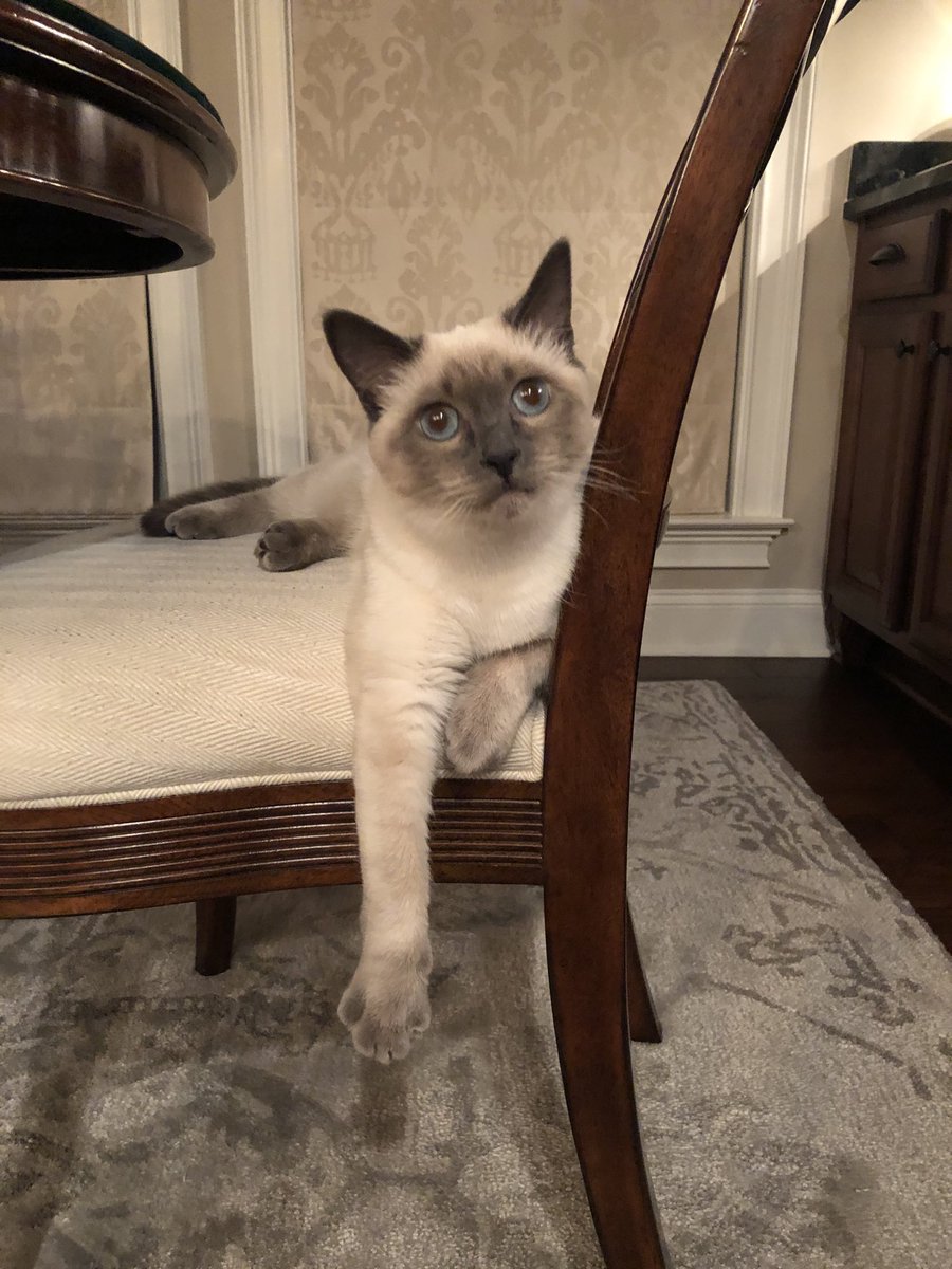 AuthorDaco's tweet photo. I’m thinking about it ... ok? Lol! #kitty #kittythoughts #justme #siamesecat #kittens #kittensoftwitter https://t.co/z3Tj0KTzeT