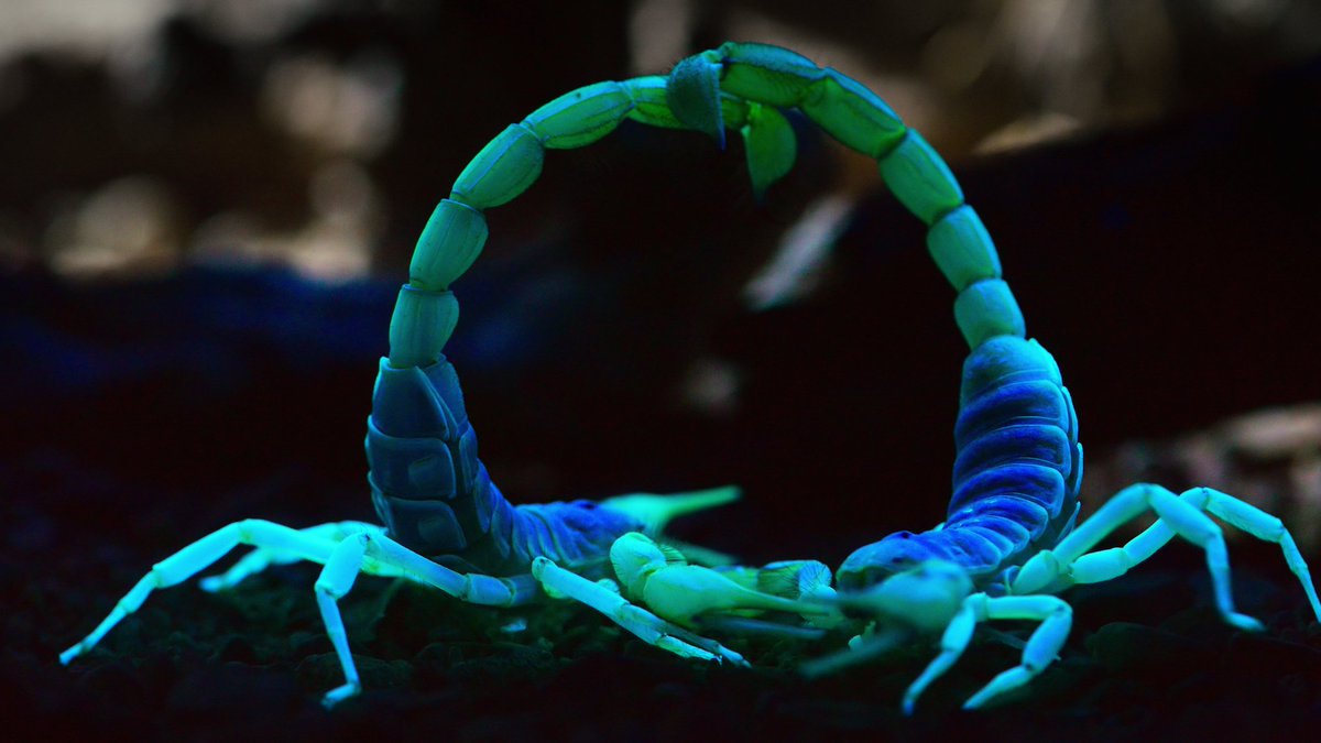 Mating scorpions (at night)