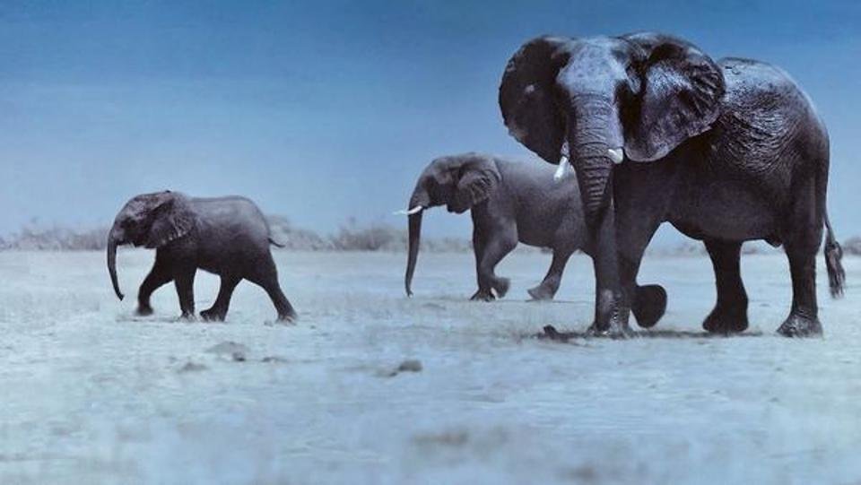 Elephants (at night)