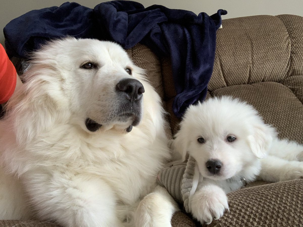 tsmith1223's tweet photo. Man my dogs are cute as fuck. https://t.co/nWNsSoIVtG