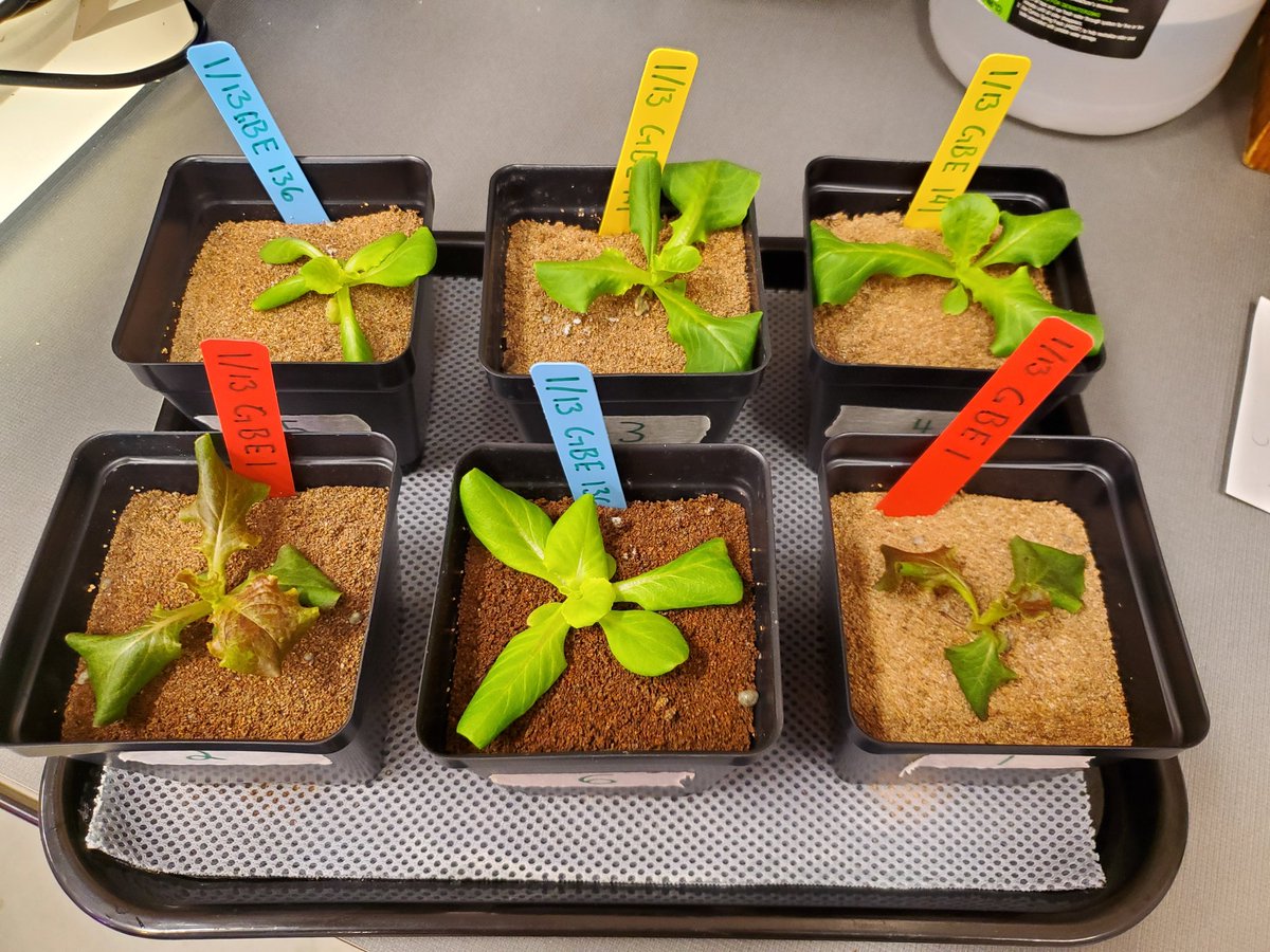 Jesse096230's tweet photo. PHS Honors Plant Science class finished their 4 week research trial for @GrowBeyondEarth. They were sad when they had to harvest them today!🌿🔬🚀🌿 @FairchildGarden @NASAKennedy #teachag #reallifeexperiences #science #activeresearch #CTE #plants #inittomakeadifference https://t.co/C8ouE4uBTr