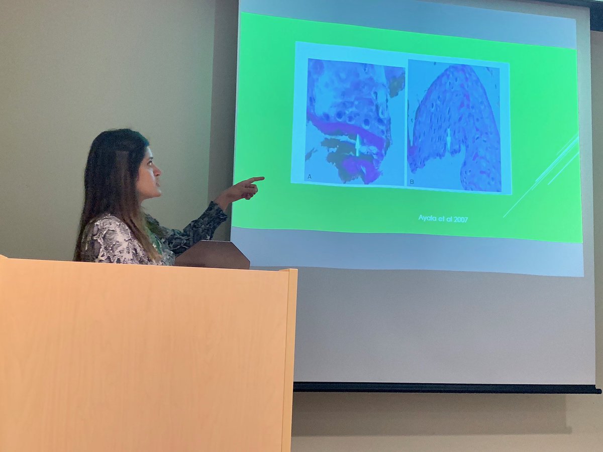 Drinnahusain's tweet photo. Presenting on the use of the KTP laser for laryngeal lesions during this monthโs Laryngology Academic Day #voicedoc #laser #academia #voicedisorder #vocalcord #vocalcordcancer #somedocs #ILookLikeASurgeon @WomenSurgeons @RushMedical https://t.co/DRxkabN795