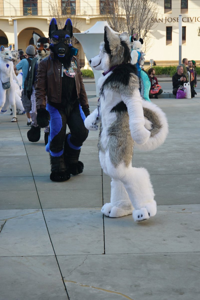 Pup_Leo's tweet photo. - Roll’n 4 deep with @AoLun8, @WolfTera_, and @ProfBeast at the #FC2020 parade.  🐕🐕🐈🐈#FursuitFriday #FancyBeastFriday 

📷Lance Ikegawa. https://t.co/rlZ7v8JvqV thank you for the pictures! https://t.co/QQVEDAHNrt