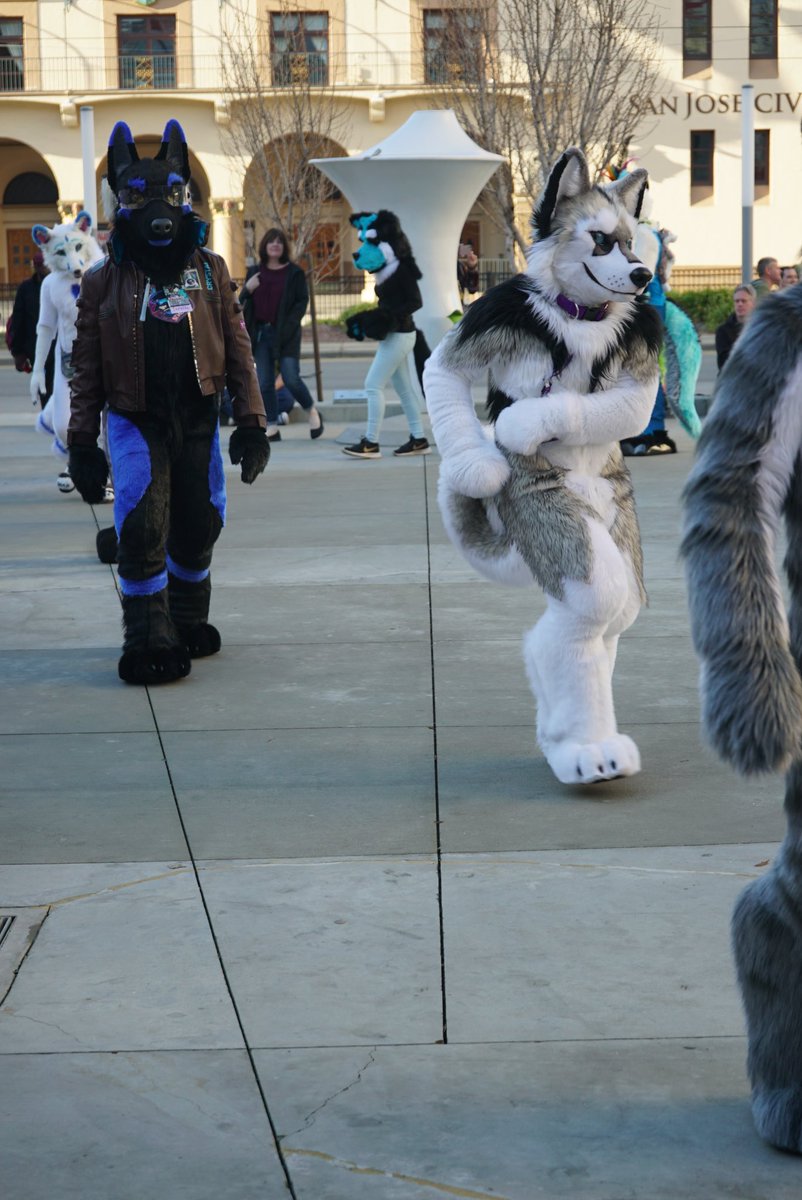 Pup_Leo's tweet photo. - Roll’n 4 deep with @AoLun8, @WolfTera_, and @ProfBeast at the #FC2020 parade.  🐕🐕🐈🐈#FursuitFriday #FancyBeastFriday 

📷Lance Ikegawa. https://t.co/rlZ7v8JvqV thank you for the pictures! https://t.co/QQVEDAHNrt