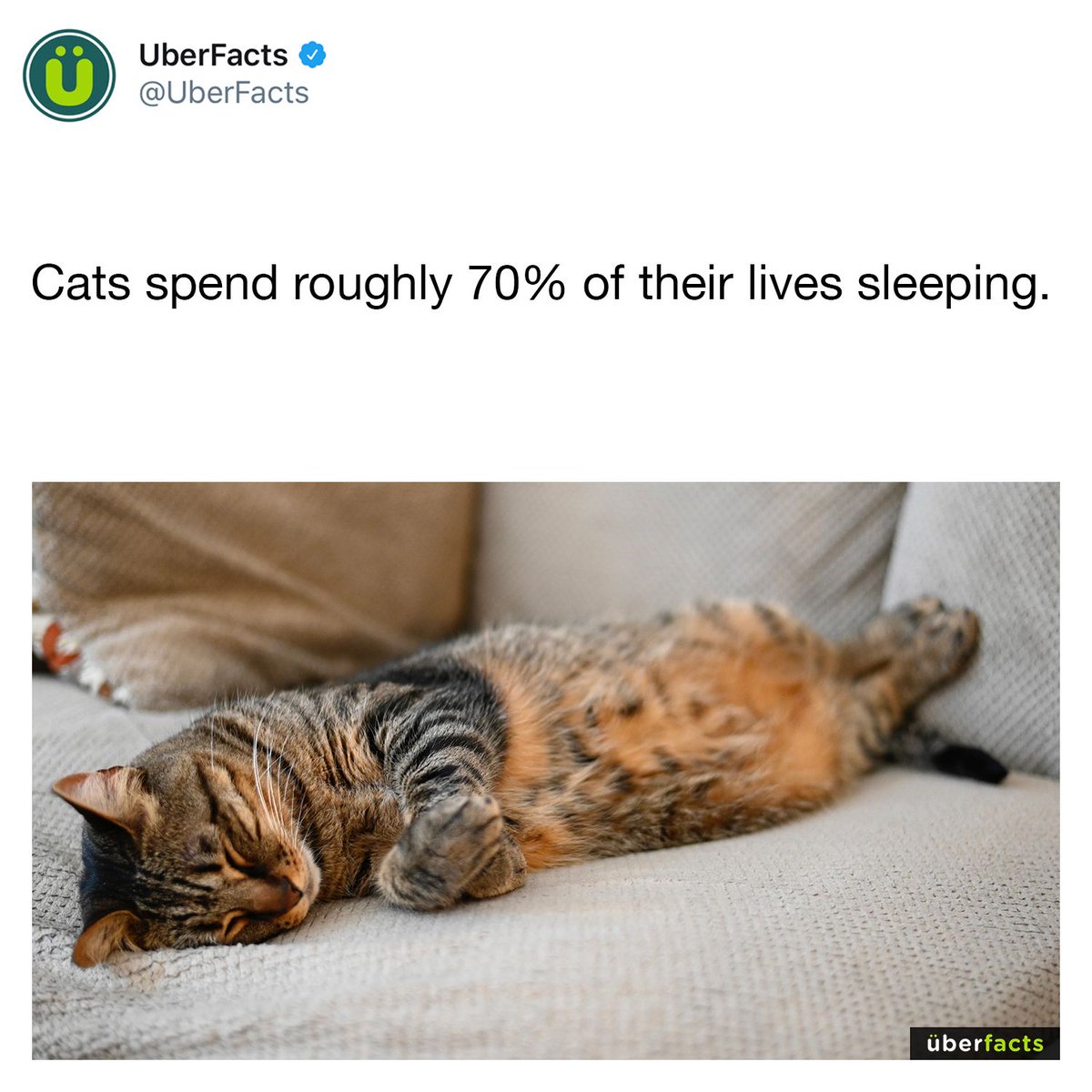 UberFacts's tweet image. Some cat facts 😻