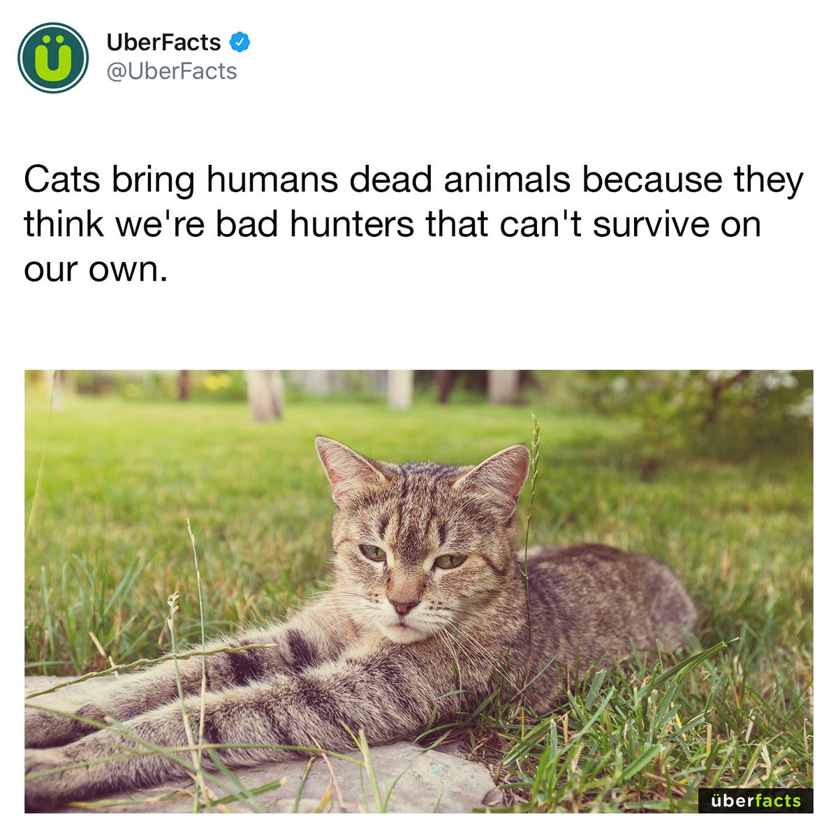 UberFacts's tweet image. Some cat facts 😻