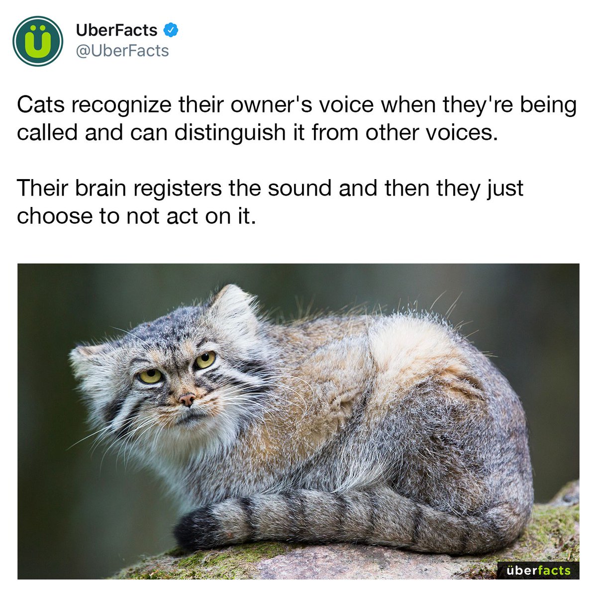 UberFacts's tweet image. Some cat facts 😻