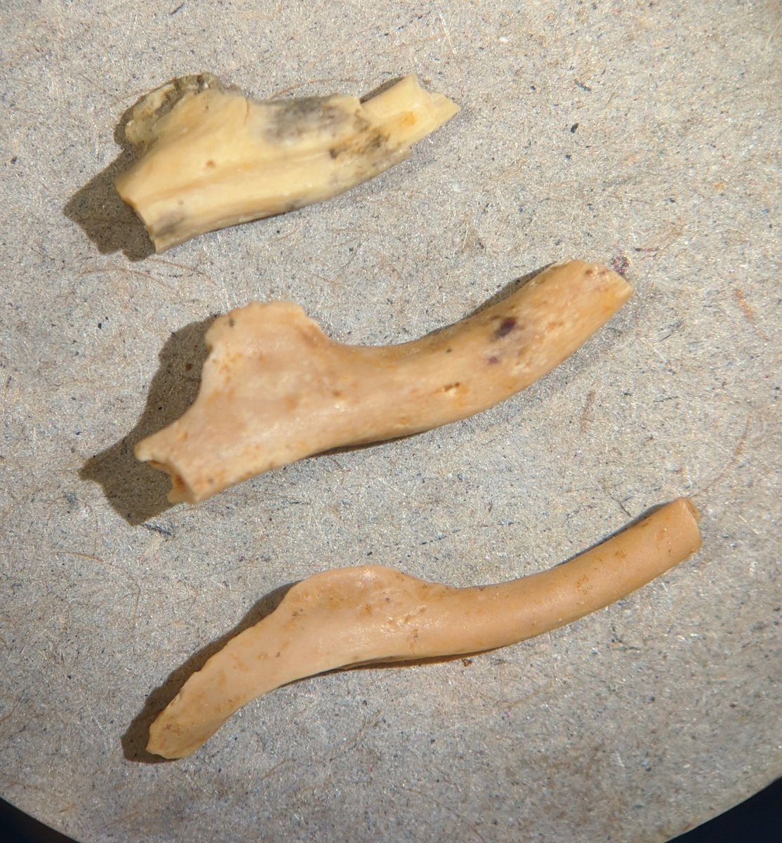 Bloch Lab @UF tweet media