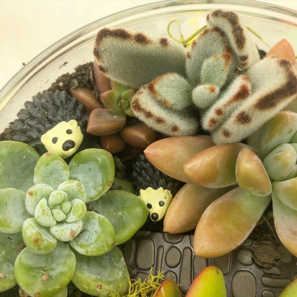 goalejandrago's tweet photo. 🌵🦔🦔
•
•
•
•
•
#valentinesday #succulent #fairygarden #terrarium #valentinesdaygift #succulents #valentinesdaygifts #terrariums https://t.co/wb9bqtCu2M