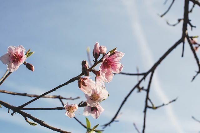 Spring is looking rather luscious. 
If you're looking for plans on Valentines weekend, @agritopiafarm still has a few seats for their dinner on Saturday in the orchard. Find tickets on their website. ift.tt/2SqA55T