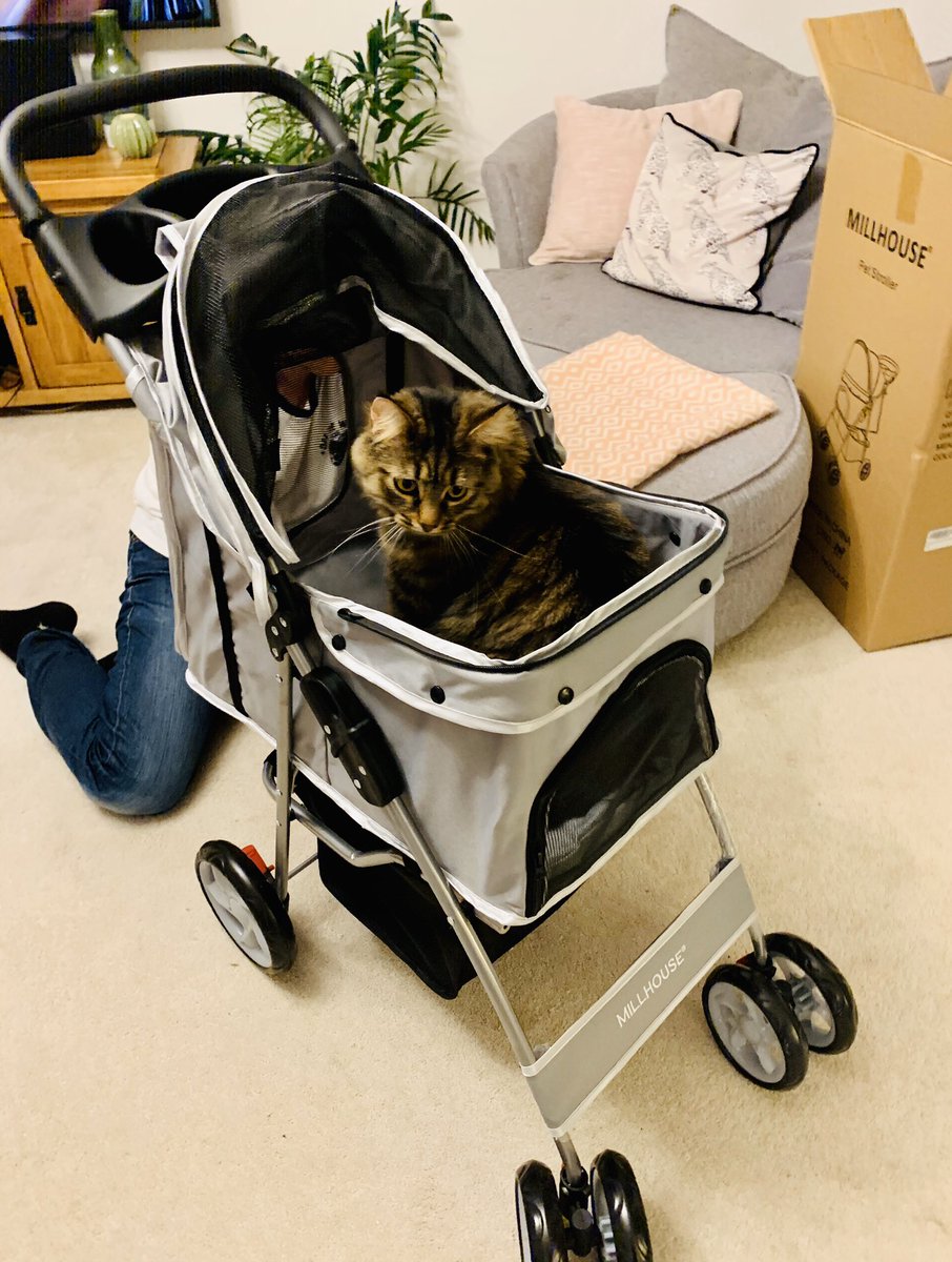R4tser's tweet image. So we got a cat pram so we could take the boys for a walk. 😻🐾 #dontjudgeus