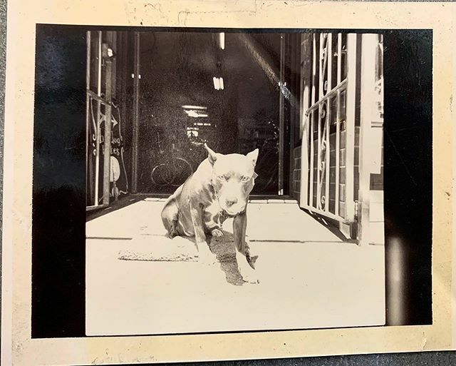 boxdogbikes tweet media