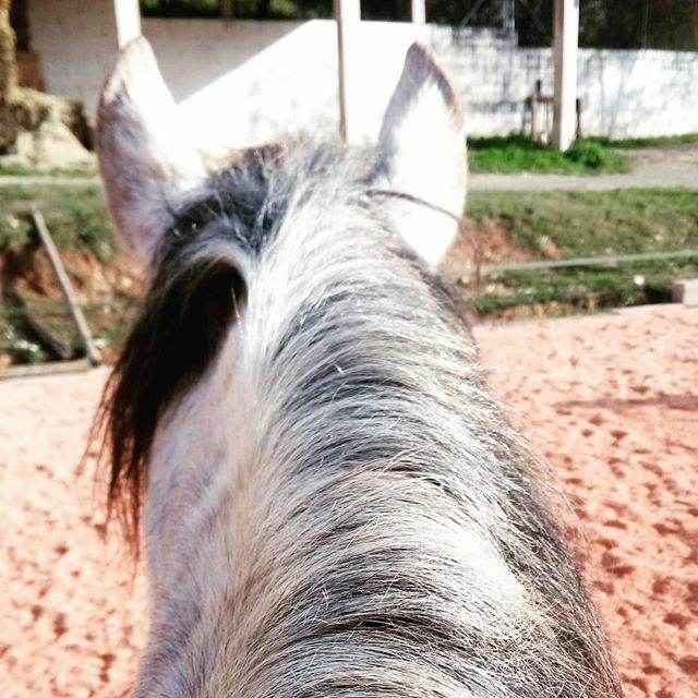 Riding today... Just awesome. #riding #horses #soulfood #fridayfunday #lovehorses ift.tt/386S0VW Riding today... Just awesome. #riding #horses #soulfood #fridayfunday #lovehorses Riding today... Just awesome. #riding #horses #soulfood #fridayfunday #lovehorses February…