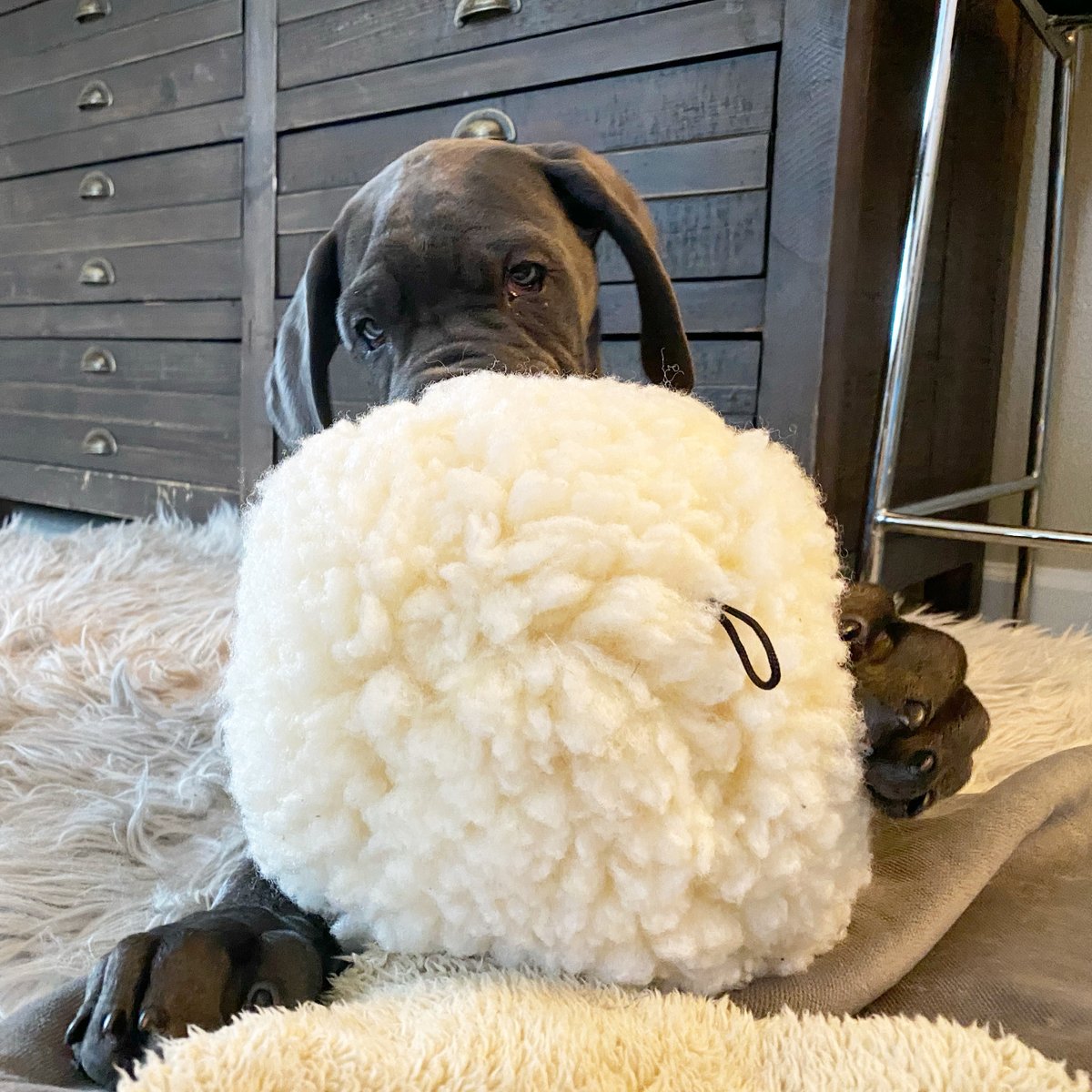MorganMastiff's tweet image. One day I’ll be bigger than you poof! #puppylife #thestruggleisreal #firstworlddogproblems #greatdanepuppy #blue #dane #greatdanelove #greatdaneproblems