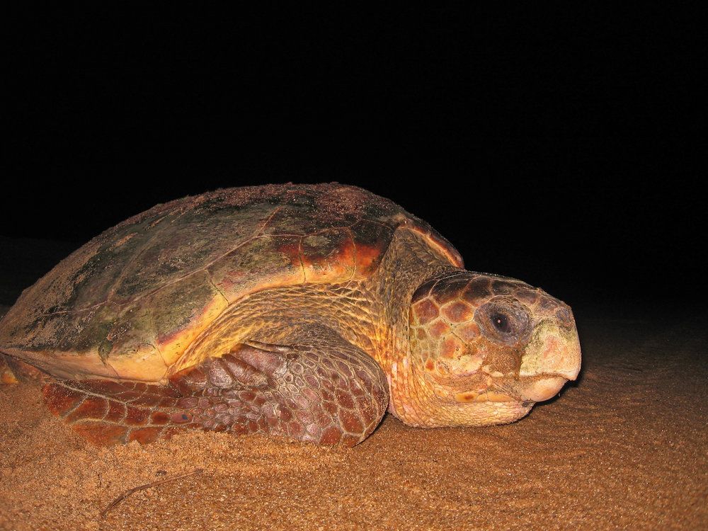 Loggerhead turtles have one of the longest ocean migrations, from their nesting beach in Japan, all the way to Baja, Mexico, and back! Learn more: buff.ly/2rRcnTa