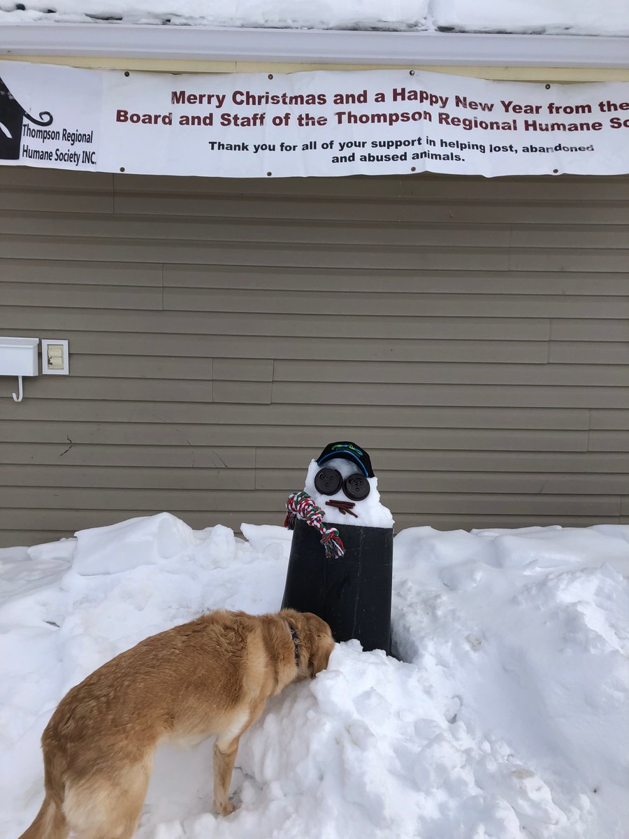 A frosty from way up north taking the dog for a walk in the winter wonderland that is #Thomspon.  This little guy is representing <a href="/ThompsonHumane/">Humane Society</a> for #BuildFrosty2020.
RT this post to vote for this #BuildFrosty2020 snowman
shawspotlight.ca/buildfrosty
#Thompson #community