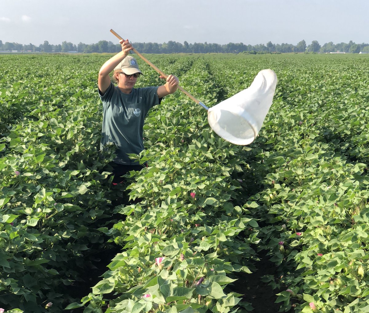 AStateResearch's tweet image. Meet @AStateResearch student researcher, Jessica Krob! She is presenting @NCUR2020 in March &amp;amp; Posters at the Capitol in Little Rock this month! She is a senior Plant &amp;amp; Soil Science studentt &amp;amp; her research is focused on sustainable cotton production practices in the Mid-South.
