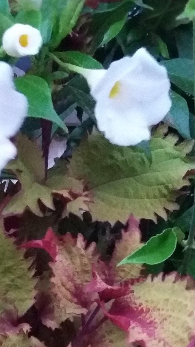 LeanderOnTheWater tweet media