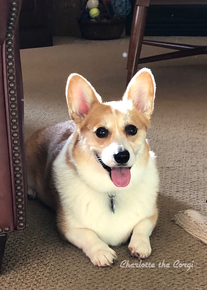 Who’s a pretty girl, smiling after her walk? 😍 #CorgisofTwitter #CorgiSmiles