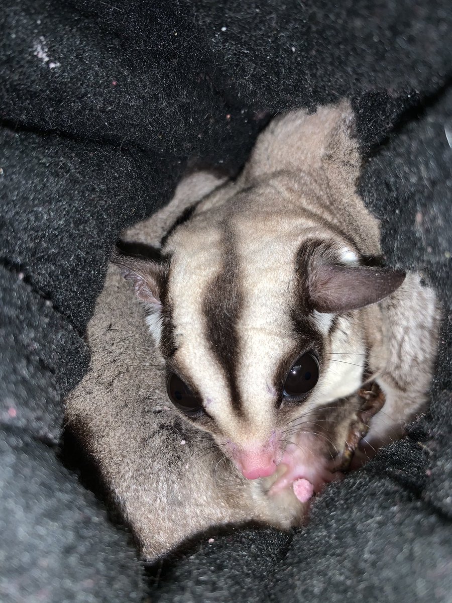 #swcpassport Fun anticipatory set: visual! Bring in your sugar gliders and discuss pollination!!