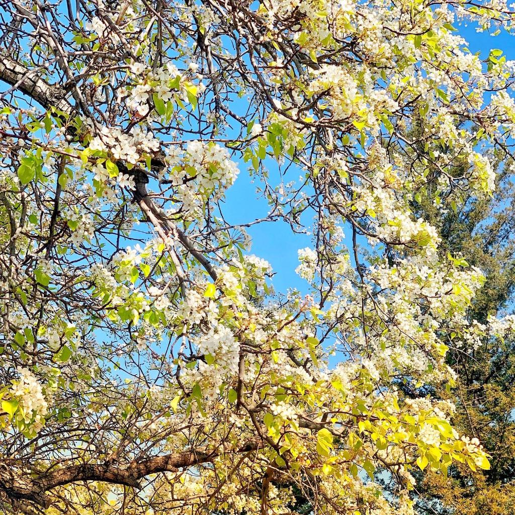 DoubleTreeSac's tweet image. Is it Spring yet? Was taking a stroll on property and spotted this beauty 🌸 #DoubleTreeSacramento #HurryUpSpring #PearBlossom #PyrusPyrifolia #Bloom #LittleFlowers #GoodVibes #GoodWeather #NatureGram #NatureVibes