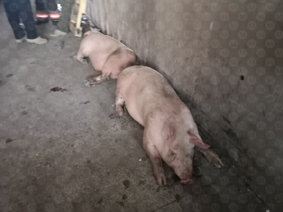 milenio_edomex's tweet photo. Tráiler que trasladaba cerdos vuelca en la México-Pachuca

Bomberos, personal de Rescate Urbano y veterinarios de Ecatepec trabajan con equipo hidráulico para liberar.. https://t.co/txgUfYCOR6

@MrElDiablo8 
#ParaWeb
#MilenioUrbano
#MilenioPolicia
#MilenioTV
#MilenioWeb https://t.co/nU6CX6WyNH