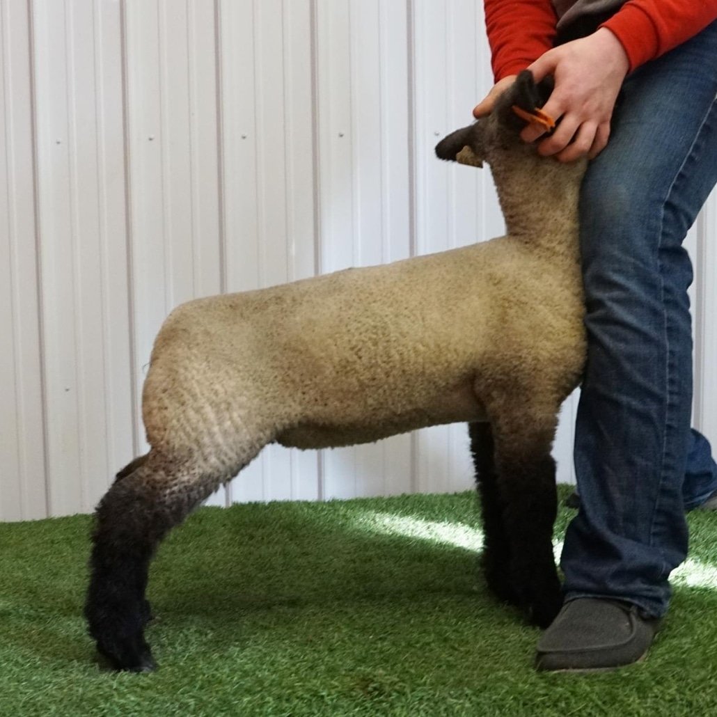 Mennen Club Lambs on Twitter "Outstanding set of ewe lambs selling